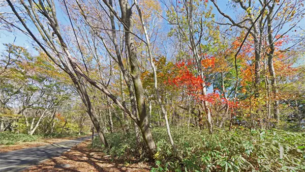 Autumn Foliage Photos and VR Tour Link for the Mid-slope Forest Road on Mt. Yamizo in Daigo Town