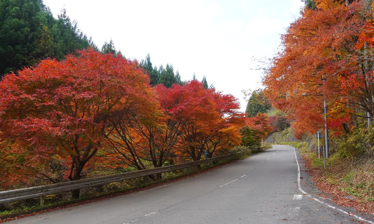 大子町の八溝山公園線入口付近の八溝もみじラインの紅葉写真とVRツアーリンク