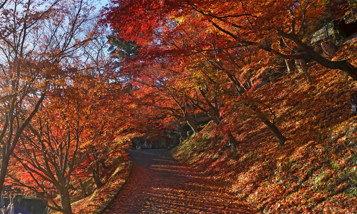 大子町の永源寺参道途中の紅葉景観写真とVRツアーリンク