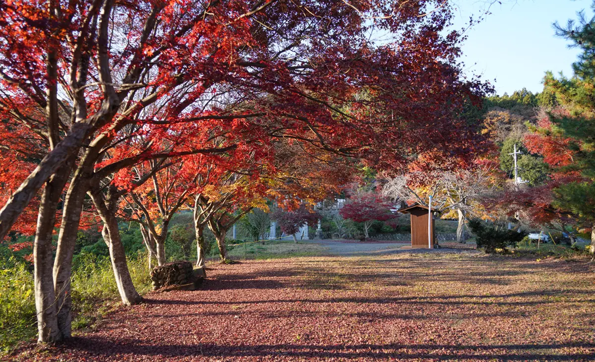常明寺の参道の紅葉景観写真