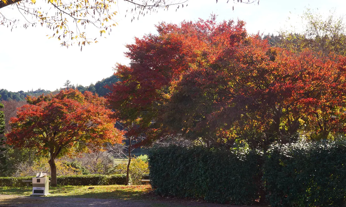 大子町の奥久慈茶の里公園の茶室庭園の紅葉写真