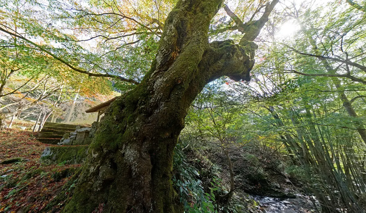 大子町の八溝龍子神の古木の紅葉景観写真とVRツアーリンク