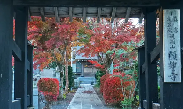 Photo of the autumn foliage landscape at the Sanmon gate of Ganshoji Temple in Daigo Town