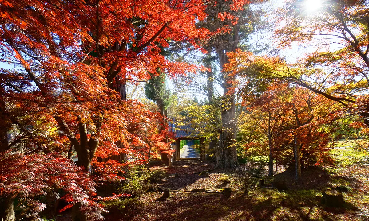 大子町の慈雲寺の境内からのもみじの紅葉写真