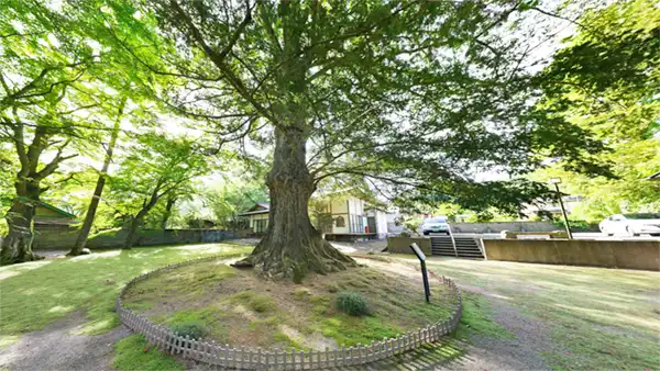 Scenery photos and a link to a VR tour of the large Japanese torreya tree at Horyuji Temple in Daigo Town.
