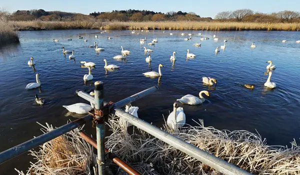 坂東市おすすめ白鳥飛来地の天神山公園の菅生沼の案内VRツアー