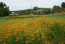 小倉のキバナコスモス畑の開花の景観