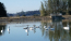 茨城県笠間市の白鳥飛来地の利助池の白鳥の様子