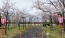 茨城県神栖市の神之池緑地公園の桜・桜まつり