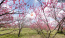 茨城県古河総合公園で満開の花桃