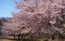 水戸市森林公園・さくらの丘の河津桜の開花の状況写真