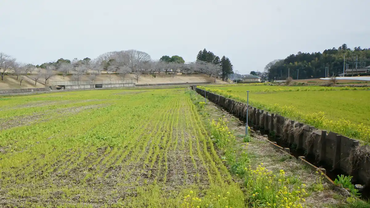 小美玉市の希望が丘の南側の菜の花畑の菜の花の状況