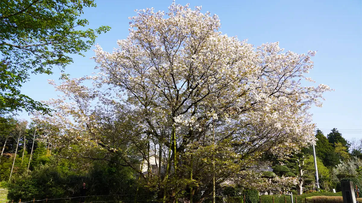 茨城町の大戸のサクラの開花状況