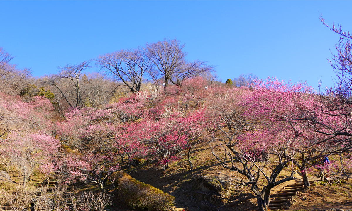 つくば市・筑波山梅林の梅の開花状況