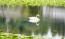 小美玉市の池花池の夏の白鳥とスイレンの様子