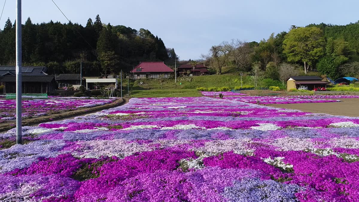 小舟の芝桜空撮動画:茨城県常陸大宮市動画ライブラリー：茨城VRツアー