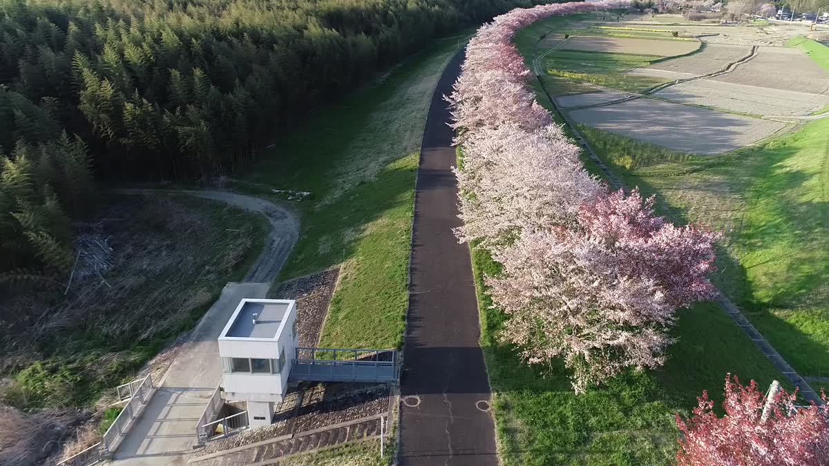 辰ノ口堰への桜づつみ空撮動画:茨城県常陸大宮市動画ライブ