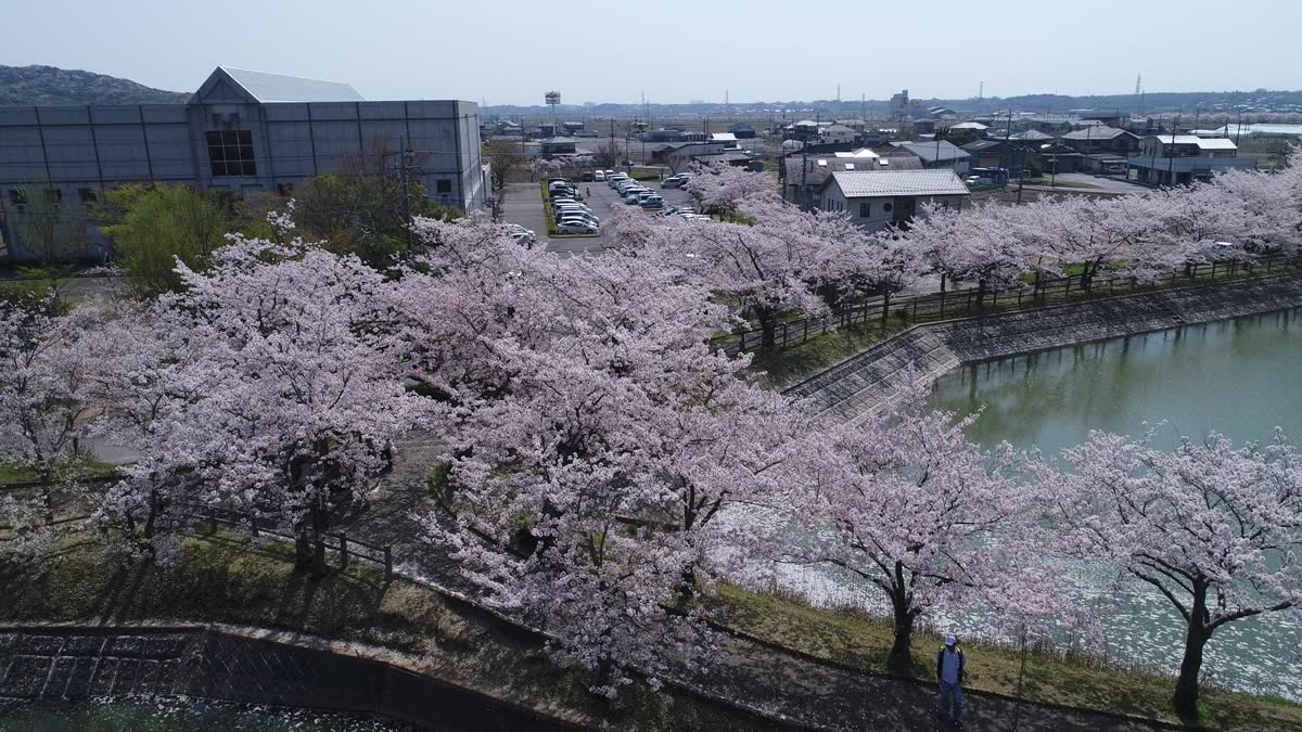 北条大池の桜空撮動画:茨城県つくば市動画ライブラリー：茨城VRツアー